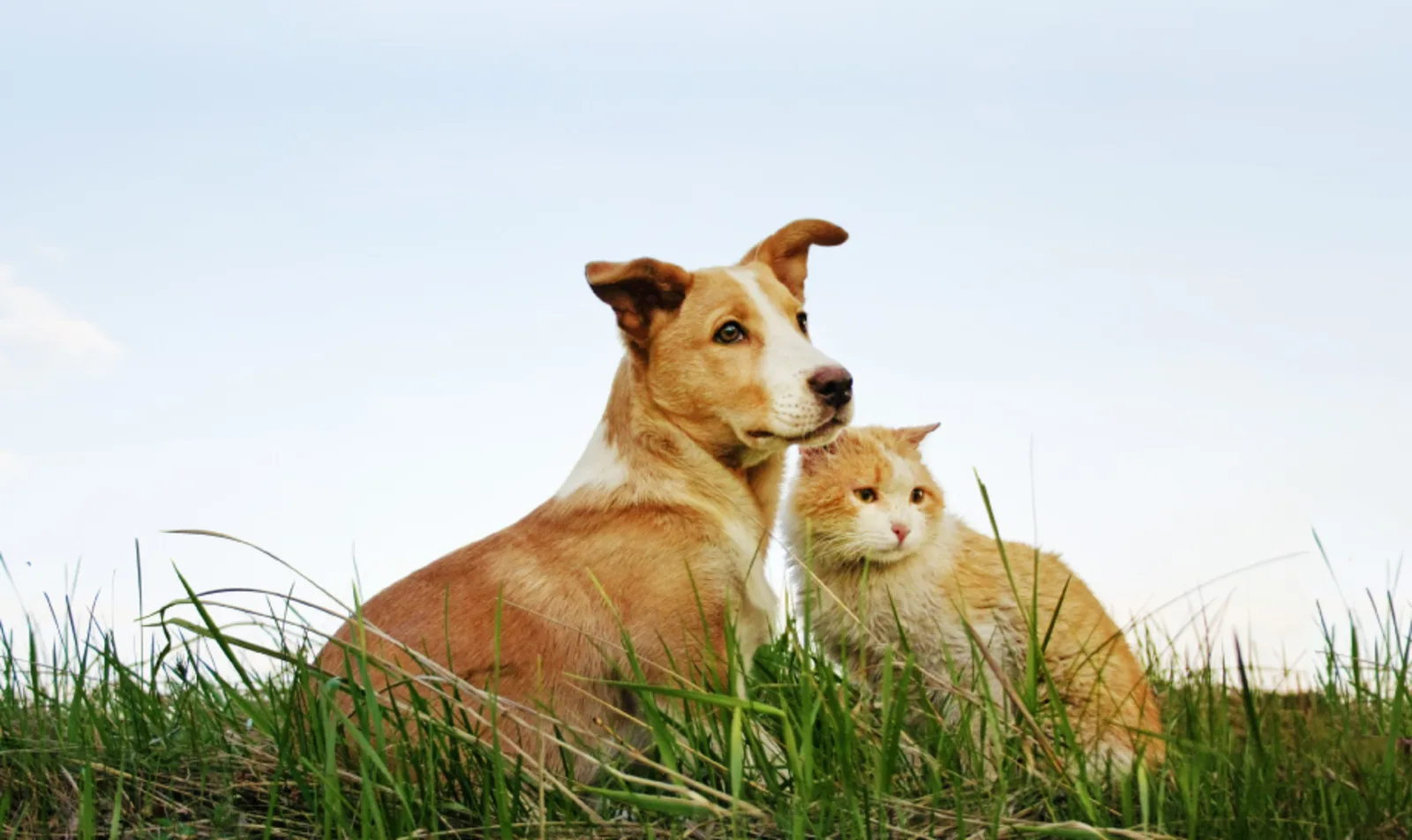 Dog and Cat sitting together on green grass with blue sky above them